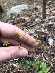 Zizia trifoliata