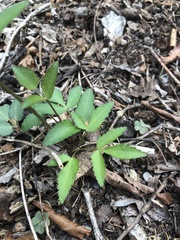 Zizia trifoliata