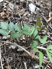Zizia trifoliata