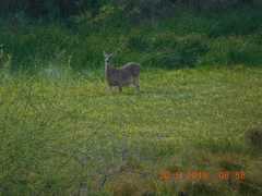 Odocoileus virginianus texanus