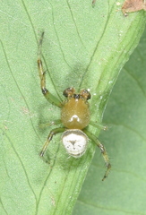 Bijoaraneus komachi