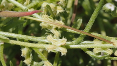 Pectocarya penicillata