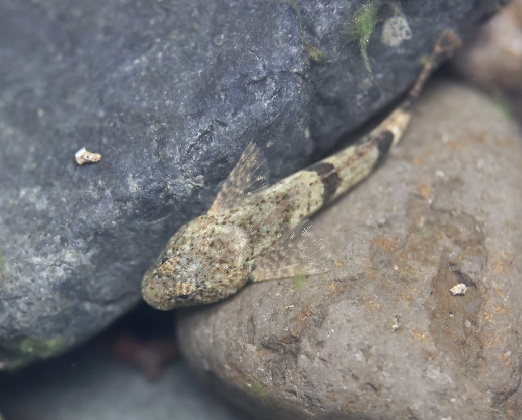 Torrent Sculpin