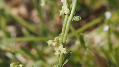 Pectocarya penicillata