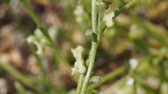 Pectocarya penicillata