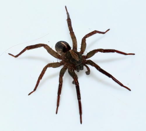 Ground wolf spider photo 5