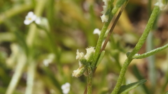 Pectocarya penicillata