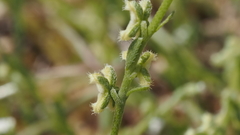 Pectocarya penicillata