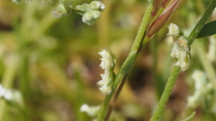 Pectocarya penicillata