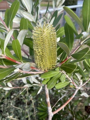 Banksia integrifolia