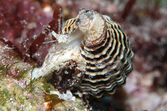 Vexillum crocatum