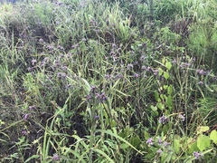 Tradescantia humilis