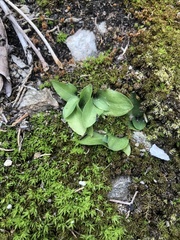 Spiranthes tuberosa