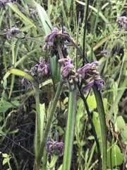 Tradescantia humilis
