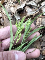 Carex pigra