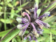 Tradescantia humilis