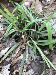 Carex pigra