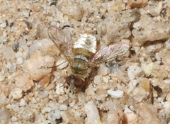 Lepidanthrax linsdalei