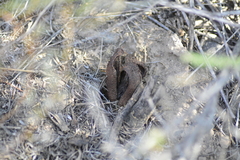 Prosopanche americana