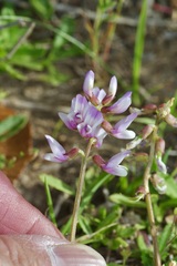 Astragalus distortus engelmannii