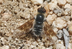 Thyridanthrax andrewsi