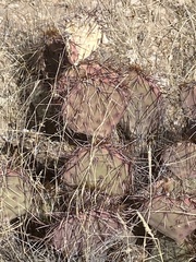 Opuntia santa-rita