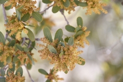 Quercus oblongifolia