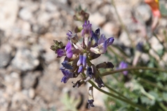 Astragalus nothoxys
