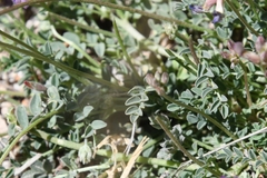 Astragalus nothoxys