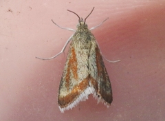 Eremanthe chemsaki