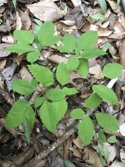 Ligusticum canadense