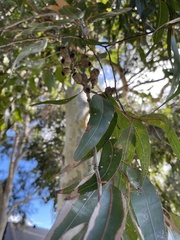 Eucalypteae