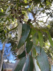 Eucalypteae
