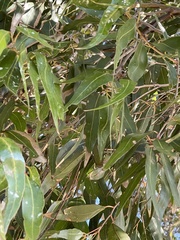 Eucalypteae