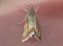Eremanthe chemsaki