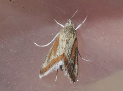 Eremanthe chemsaki