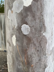 Eucalypteae