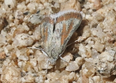 Eremanthe chemsaki