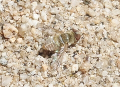 Lepidanthrax linsdalei