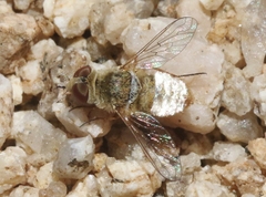 Lepidanthrax linsdalei