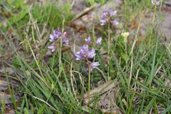 Astragalus distortus engelmannii