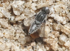 Aphoebantus leucospilus