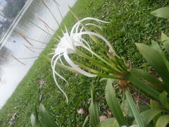 Hymenocallis speciosa