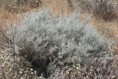 Tetradymia