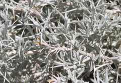 Tetradymia