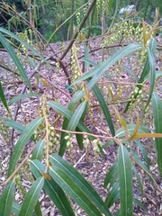 Stachyurus salicifolius