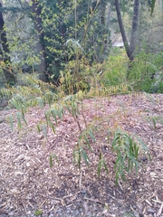 Stachyurus salicifolius