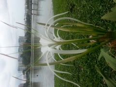 Hymenocallis speciosa
