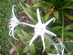 Hymenocallis speciosa