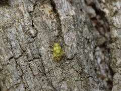Tropidosteptes quercicola